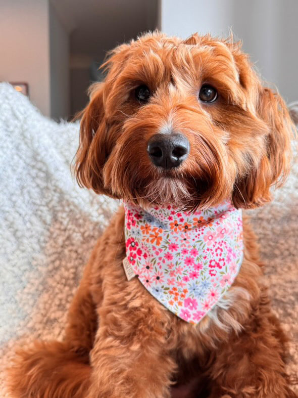 ✨Reversible✨ Petal Party Bandana
