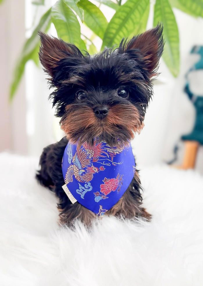 Iridescent Indigo Dragon Bandana – Chow Fun - Main Image