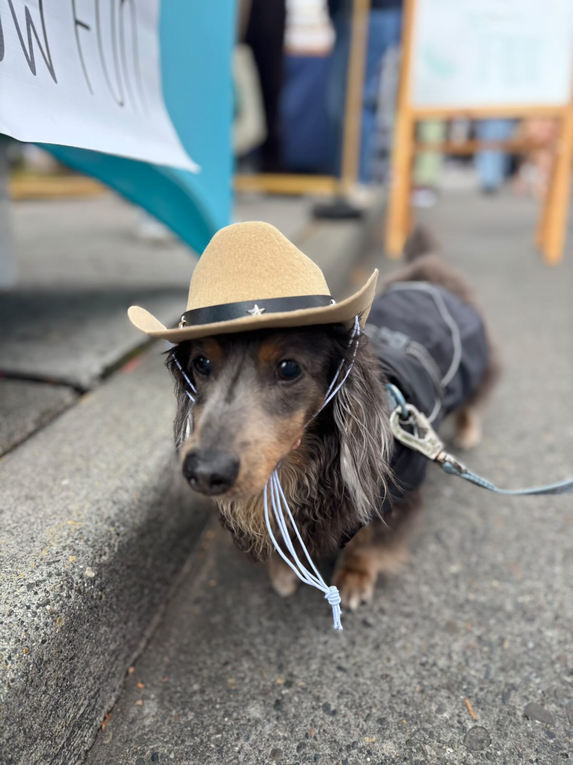 Cowboy Hats