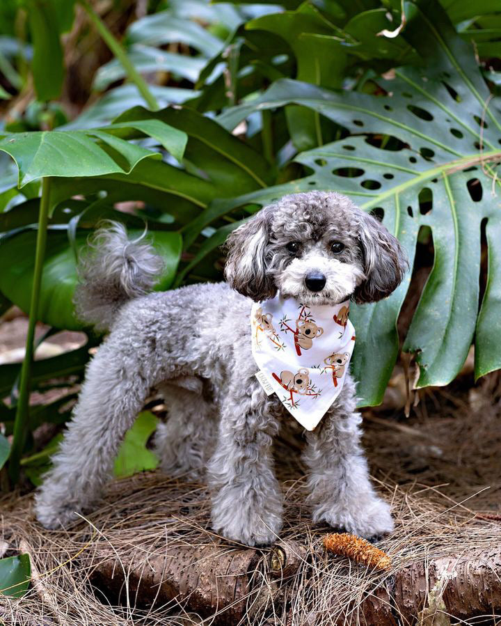 Koala-ty Pup Bandana