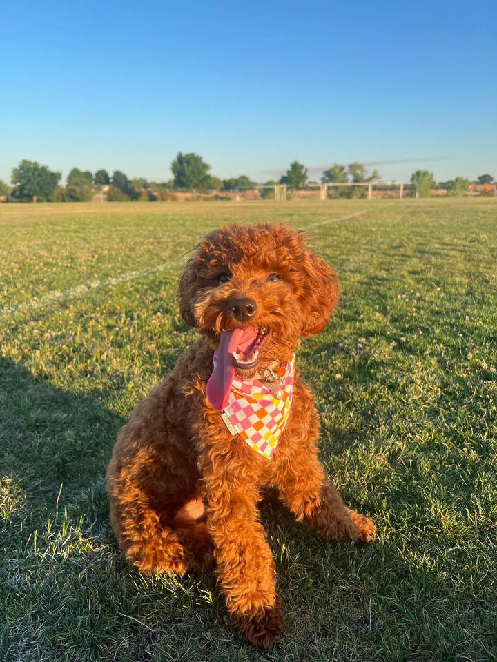 Cali Lovin' Checkered Bandana