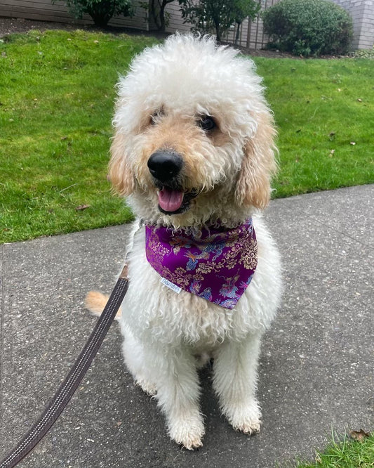 Royal Purple Dragon Bandana
