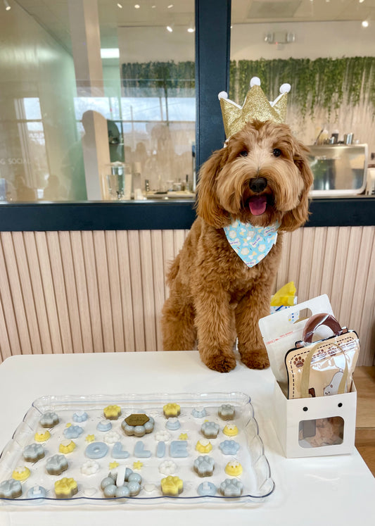 Barkday (Birthday) Bandana