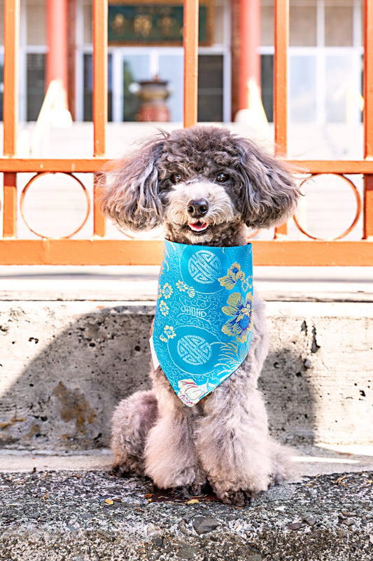 Baby Blue Chrysanthemums Bandana