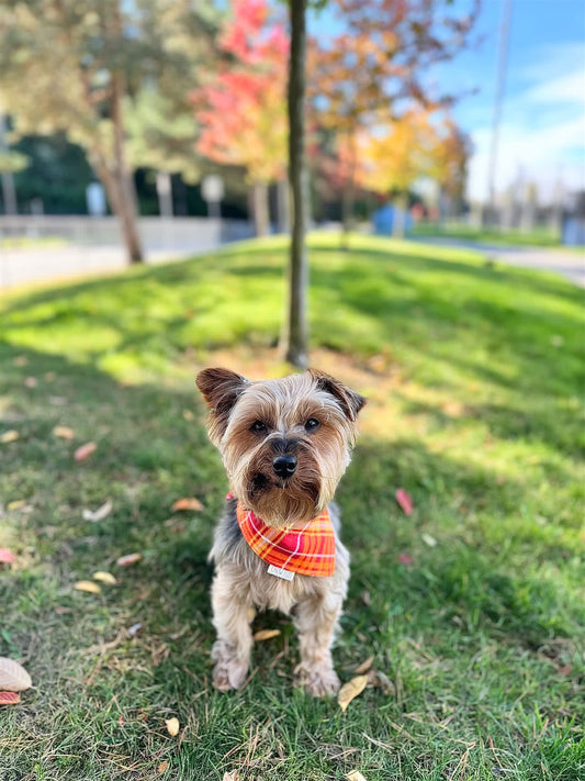Fuzzy Fall Flannel Bandana