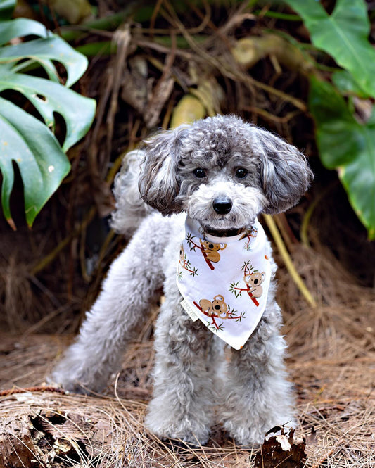 Koala-ty Pup Bandana