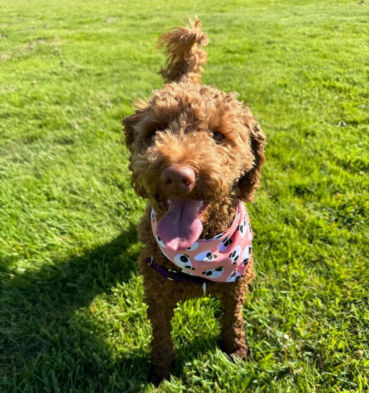 Bamboo Buddy Bandana