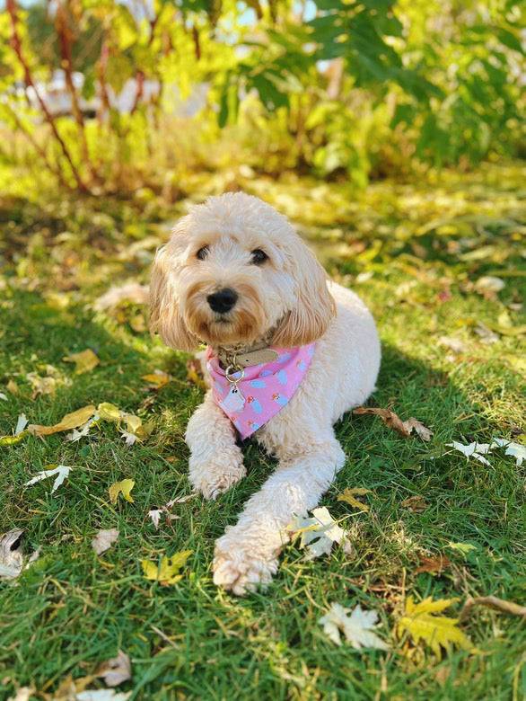 Country Casper Bandana