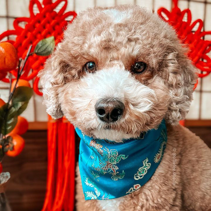 Teal Dragon Bandana