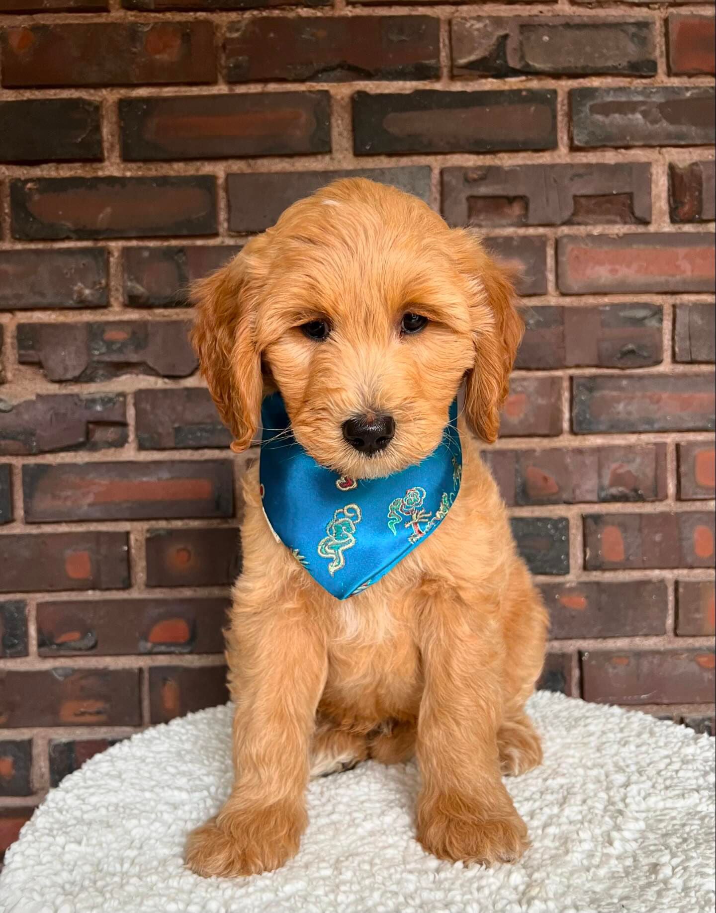 Teal Dragon Bandana