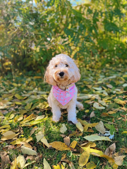 Country Casper Bandana