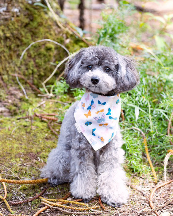 Butterfly Garden Bandana