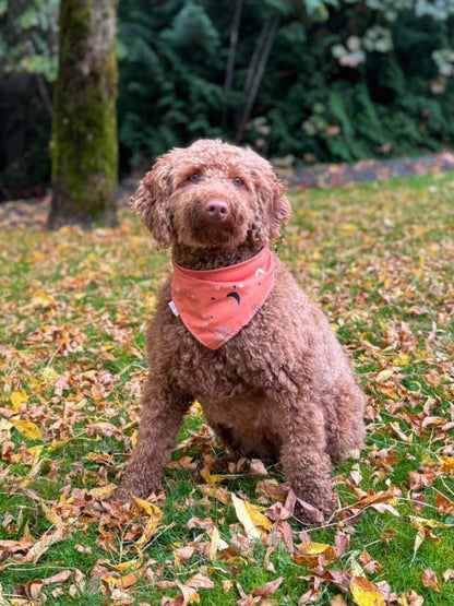 Enchanting Autumn Moon Bandana