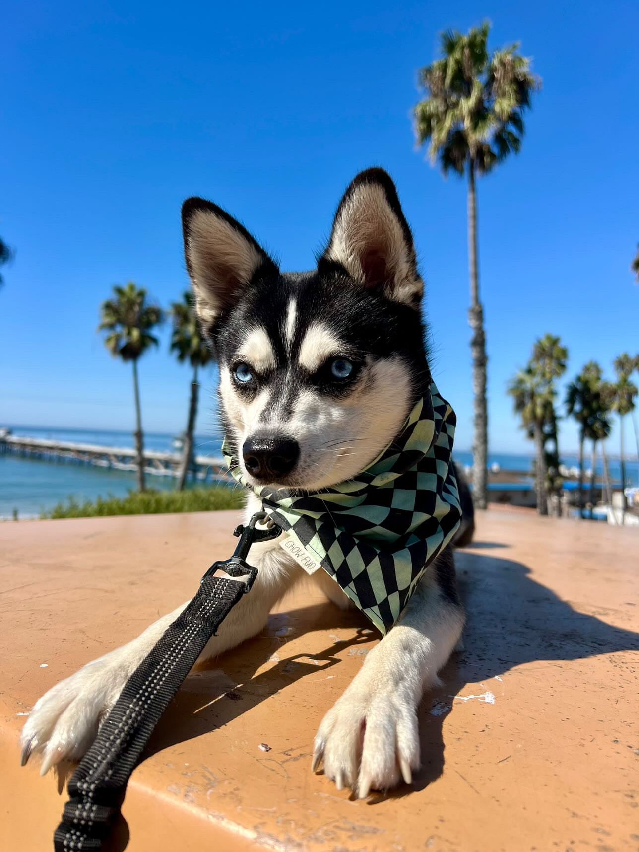 Spooky Swirls Bandana