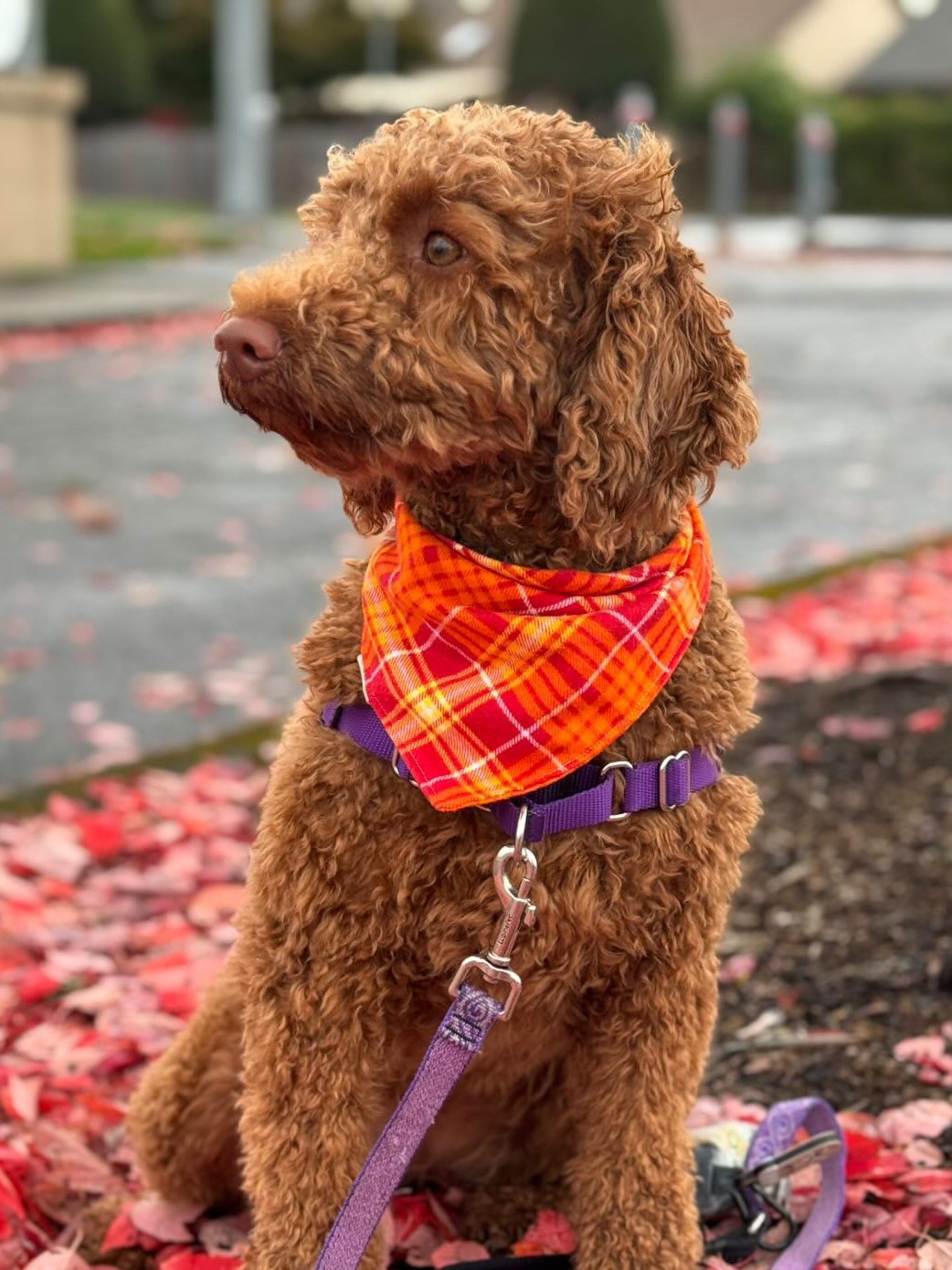 Fuzzy Fall Flannel Bandana