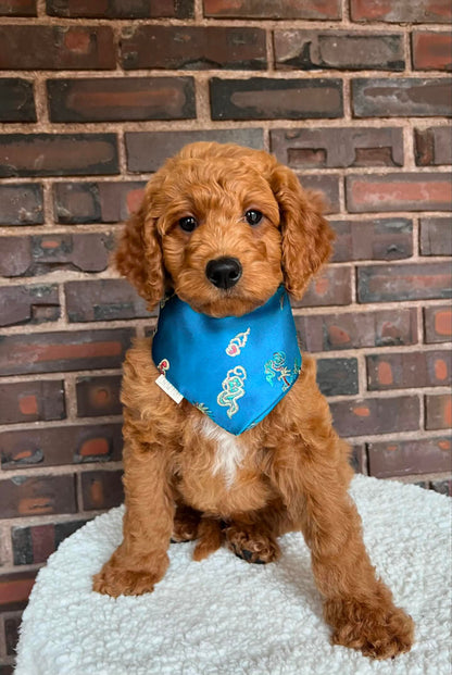 Teal Dragon Bandana