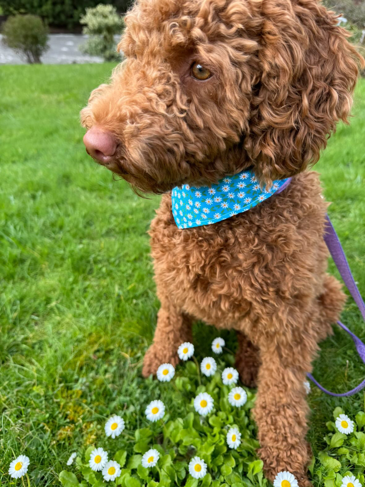 Daisy Delight Bandana