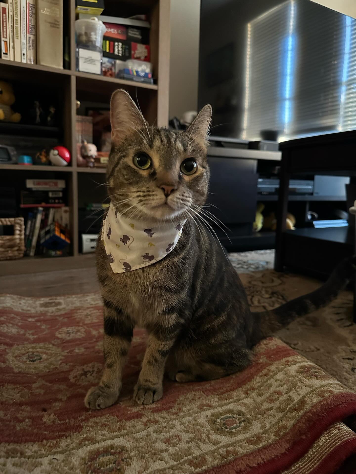 Cheese & Whiskers Cat Bandana (Limited)