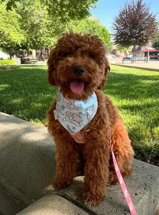 Yeehaw, Cowboy! Bandana (Limited)