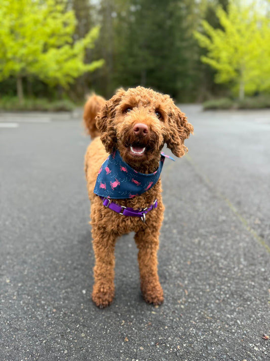 Crabby Crawlies Bandana