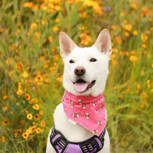 Sweet Bee Bandana