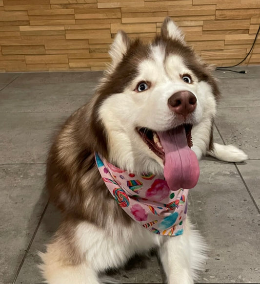 Lolli-Pup Bandana