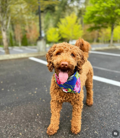 Polū (Blue) Hibiscus Bandana