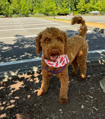 Hot Dawg Bandana