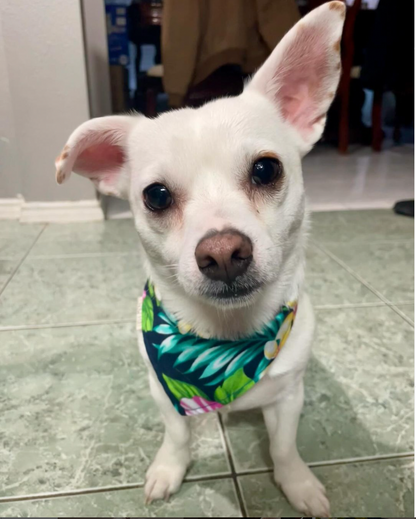 Hibiscus Heaven Bandana